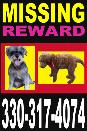 Image of 2 Dogs, Lost Dog