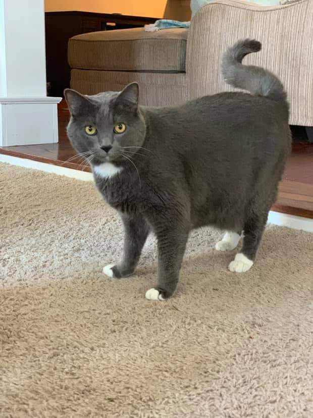 Lost Cat Unknown in JACKSONVILLE, FL Lost My Doggie