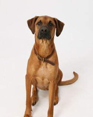 Image of Beauregard, Lost Dog