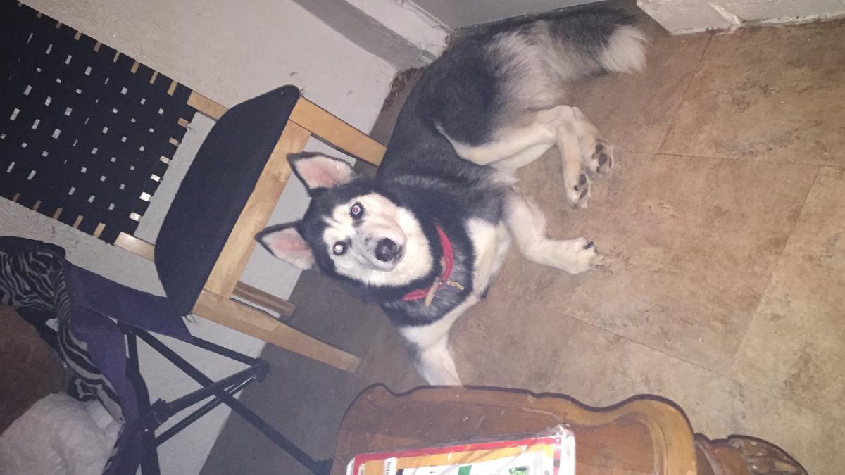 Image of Desna, Lost Dog