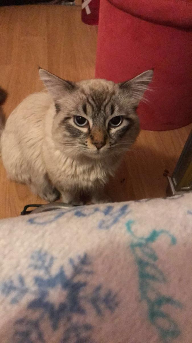 Image of Fefe, Lost Cat