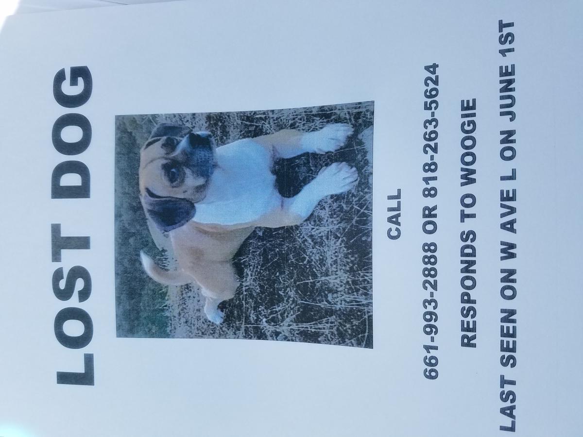 Image of Woogie, Lost Dog