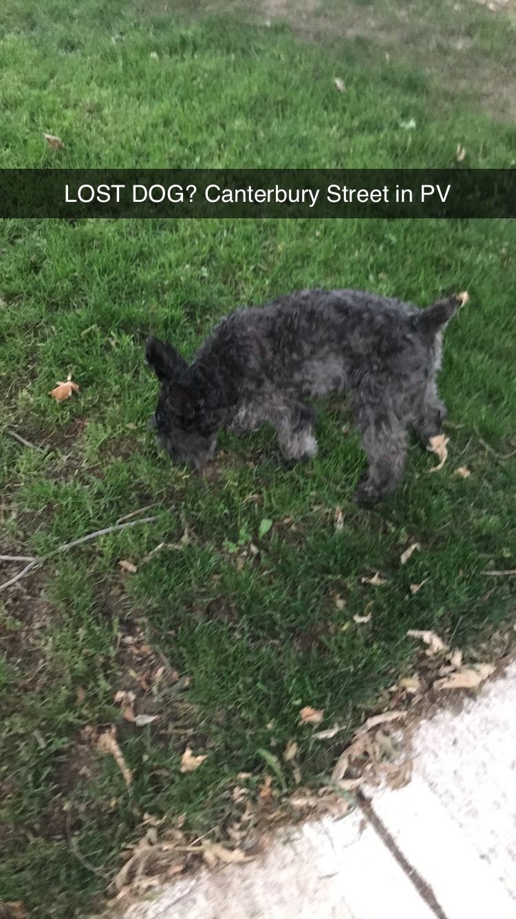 Image of Black schnauzer, Found Dog