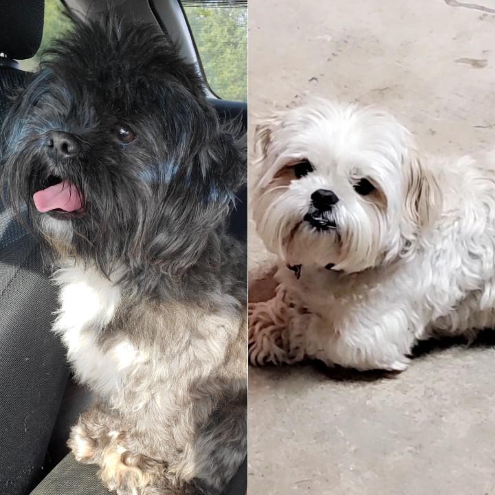 Image of Chacho  and Chibi, Lost Dog