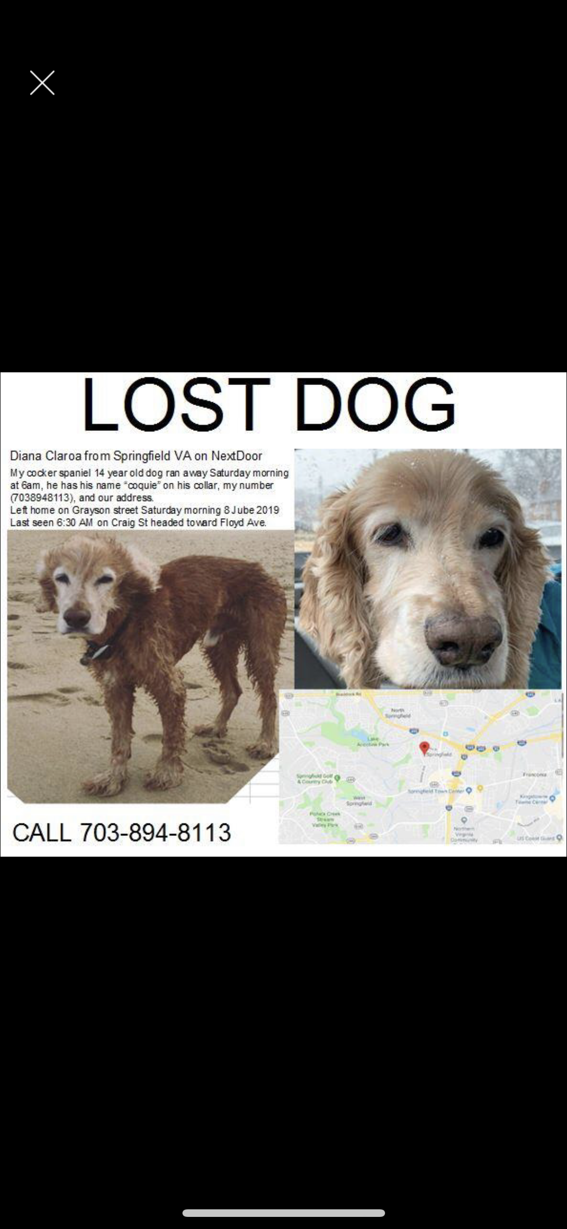Image of Coquie, Lost Dog