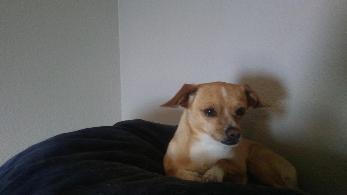 Image of Dicky, Lost Dog