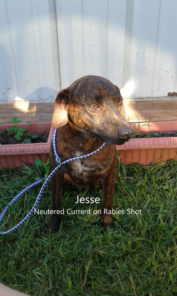 Image of JESSE, Lost Dog