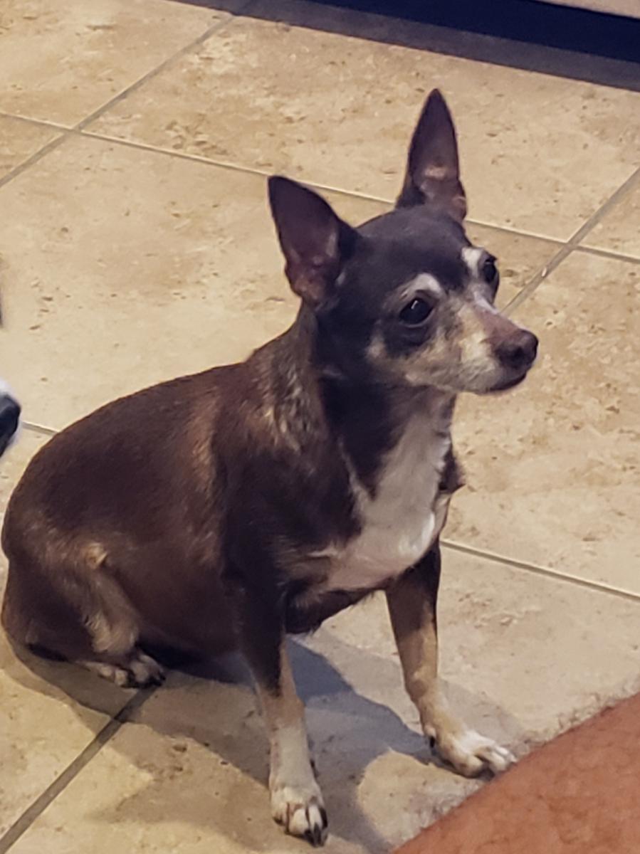 Image of SWEETIE, Lost Dog