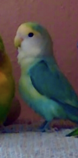 Image of Coco Lovebird, Lost Bird