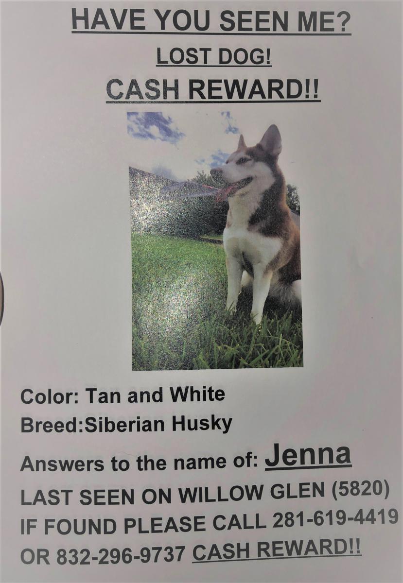 Image of Jenna, Lost Dog