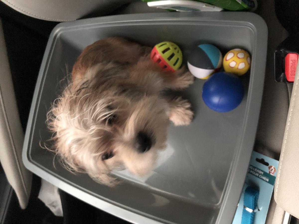 Image of Morkie, Lost Dog
