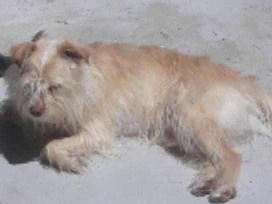 Image of Horchata, Lost Dog