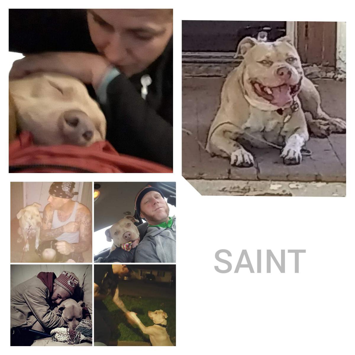 Image of Saint, Lost Dog