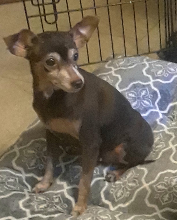 Image of HERSHEY, Lost Dog
