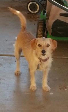 Image of Sweeties, Lost Dog