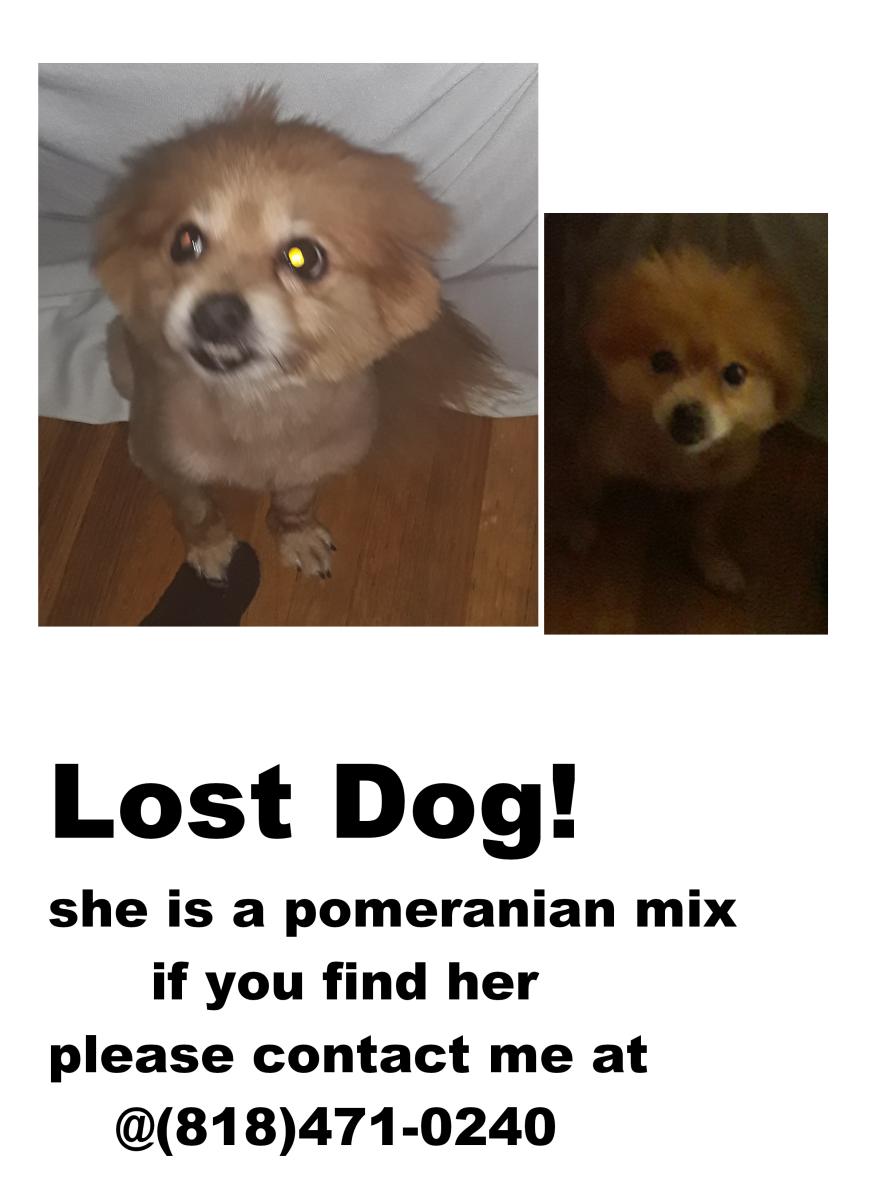 Image of ginger, Lost Dog