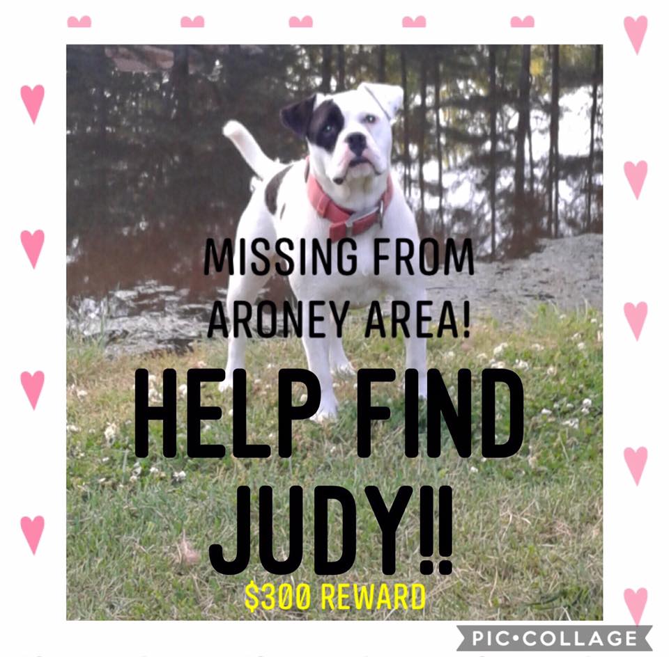 Image of Judy, Lost Dog