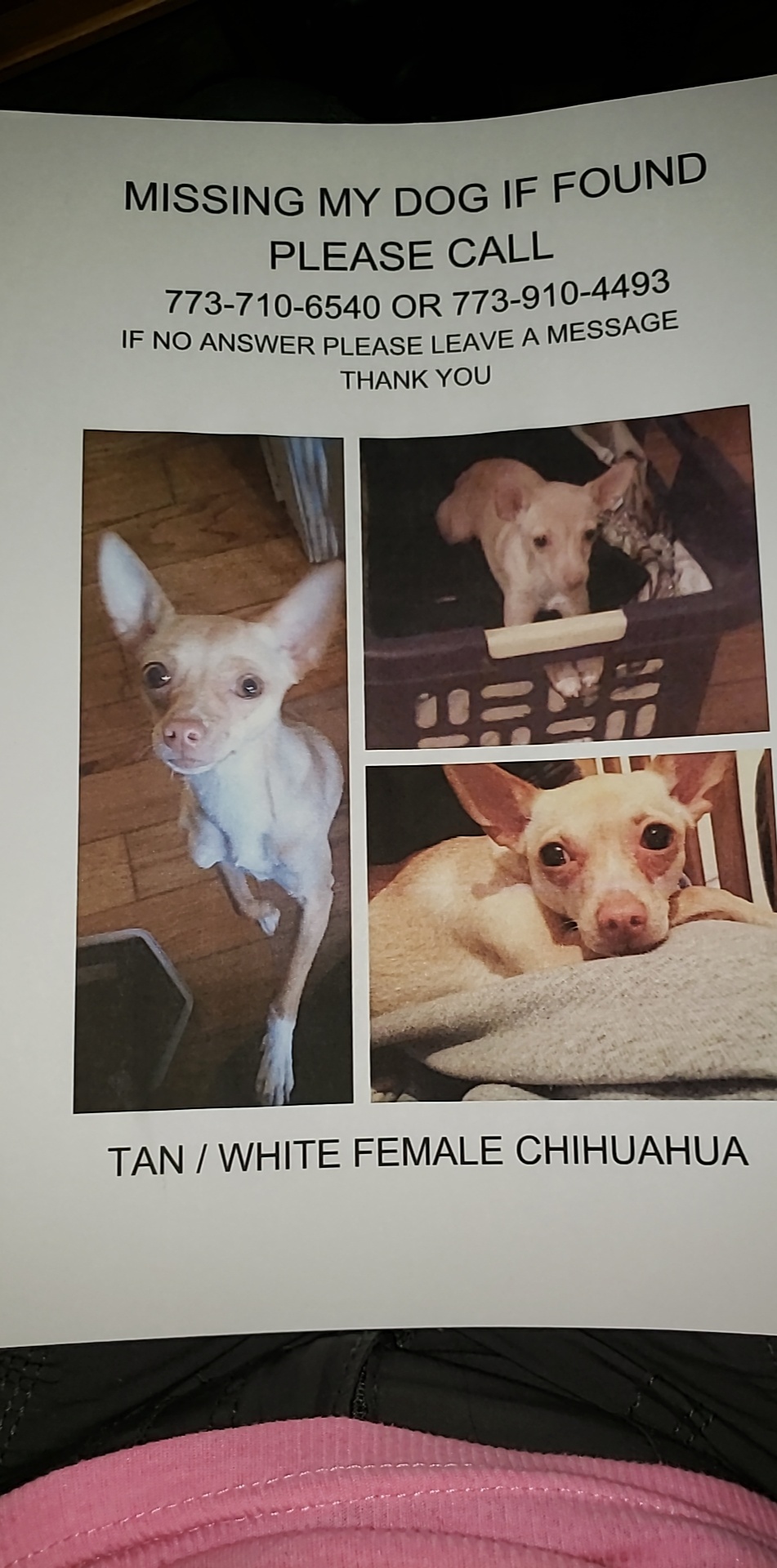 Image of Chiquita, Lost Dog