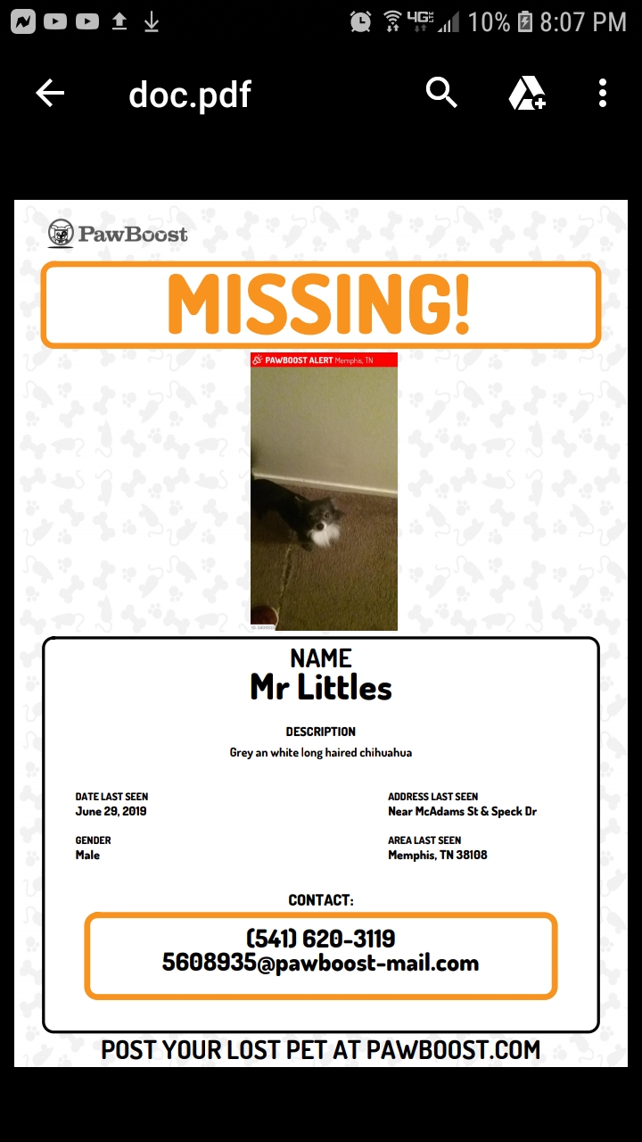 Image of Mr littles, Lost Dog