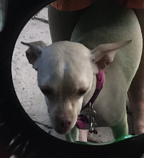 Image of Stella - Chihuahua, Lost Dog