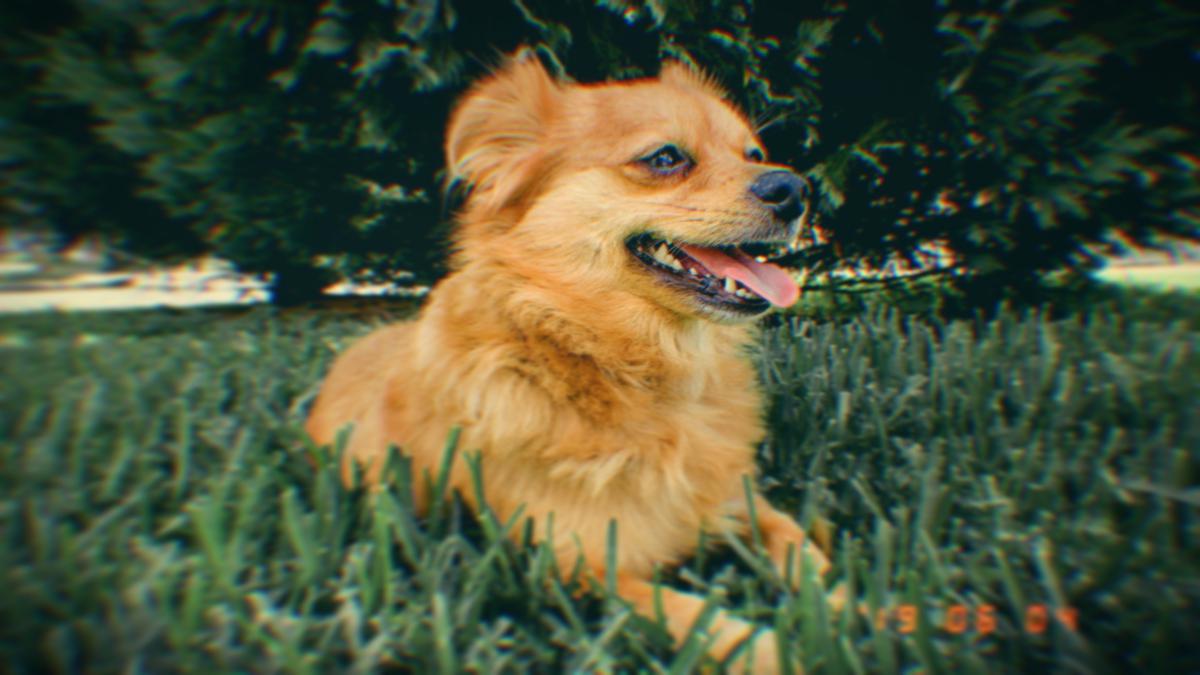 Image of Foxie, Lost Dog