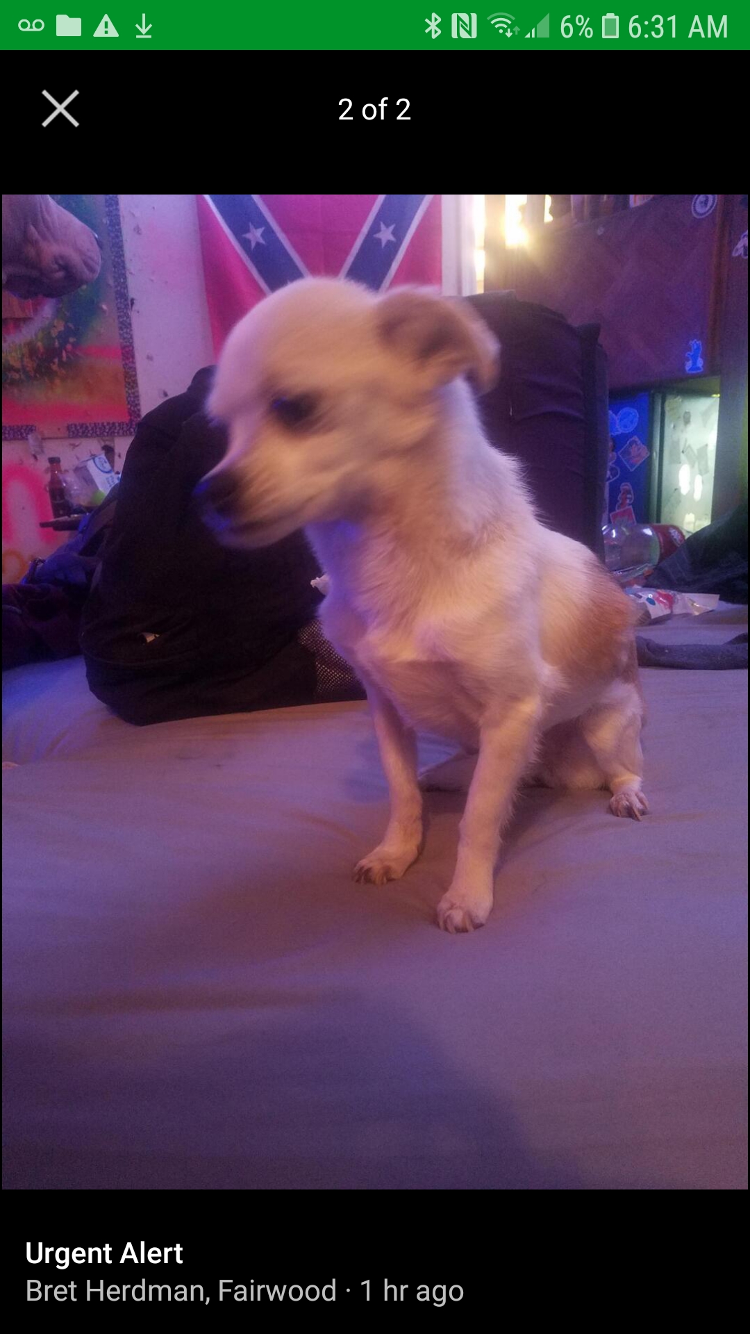 Image of Sparkles, Lost Dog