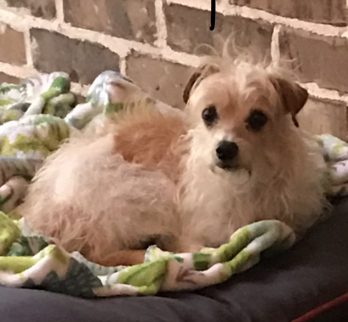 Lost Dog Terrier Mix In WHITEHOUSE TX Lost My Doggie lost-dog-terrier-mix-in-whitehouse-tx-lost-my-doggie
