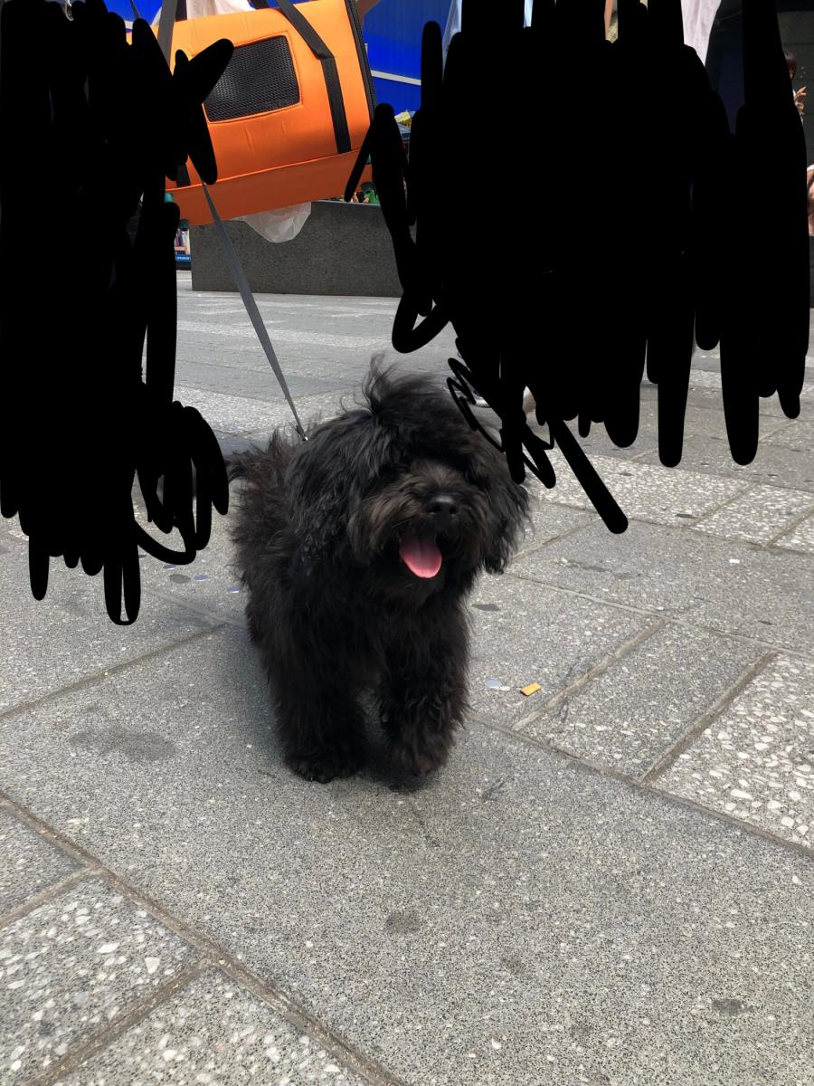Image of Bruno poppas, Lost Dog