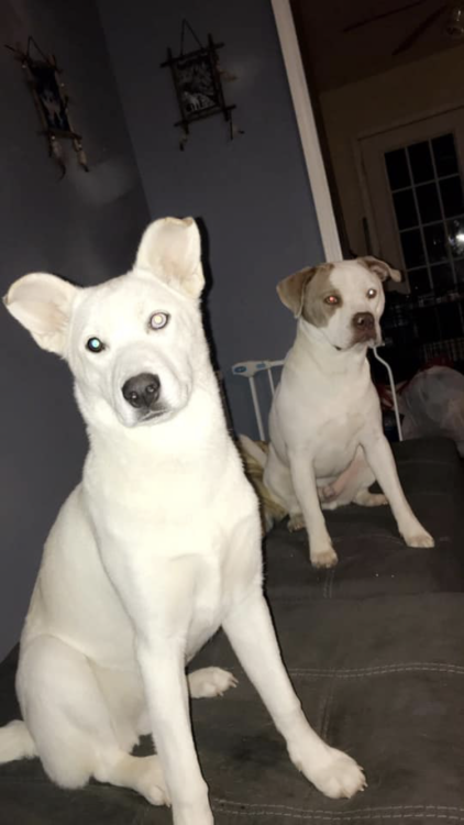 Image of Chevy and Nala , Lost Dog