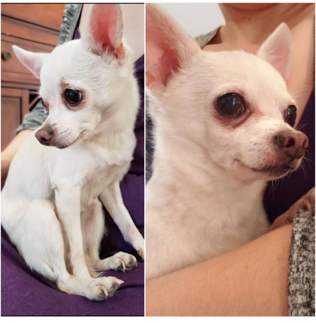 Image of Milky, Lost Dog