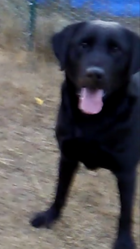 Image of Abel, Lost Dog