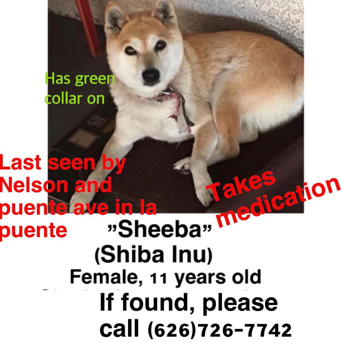 Image of Sheeba, Lost Dog