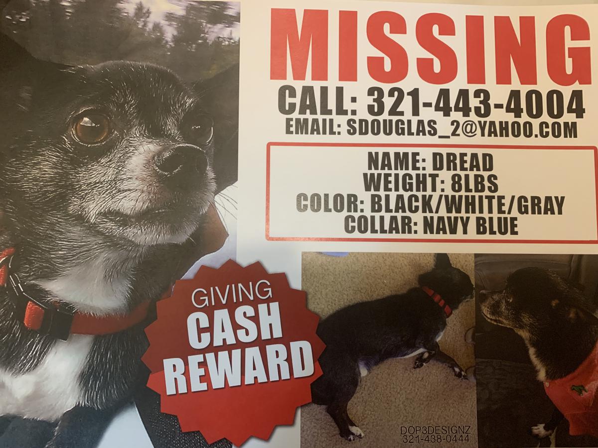 Image of Dred, Lost Dog