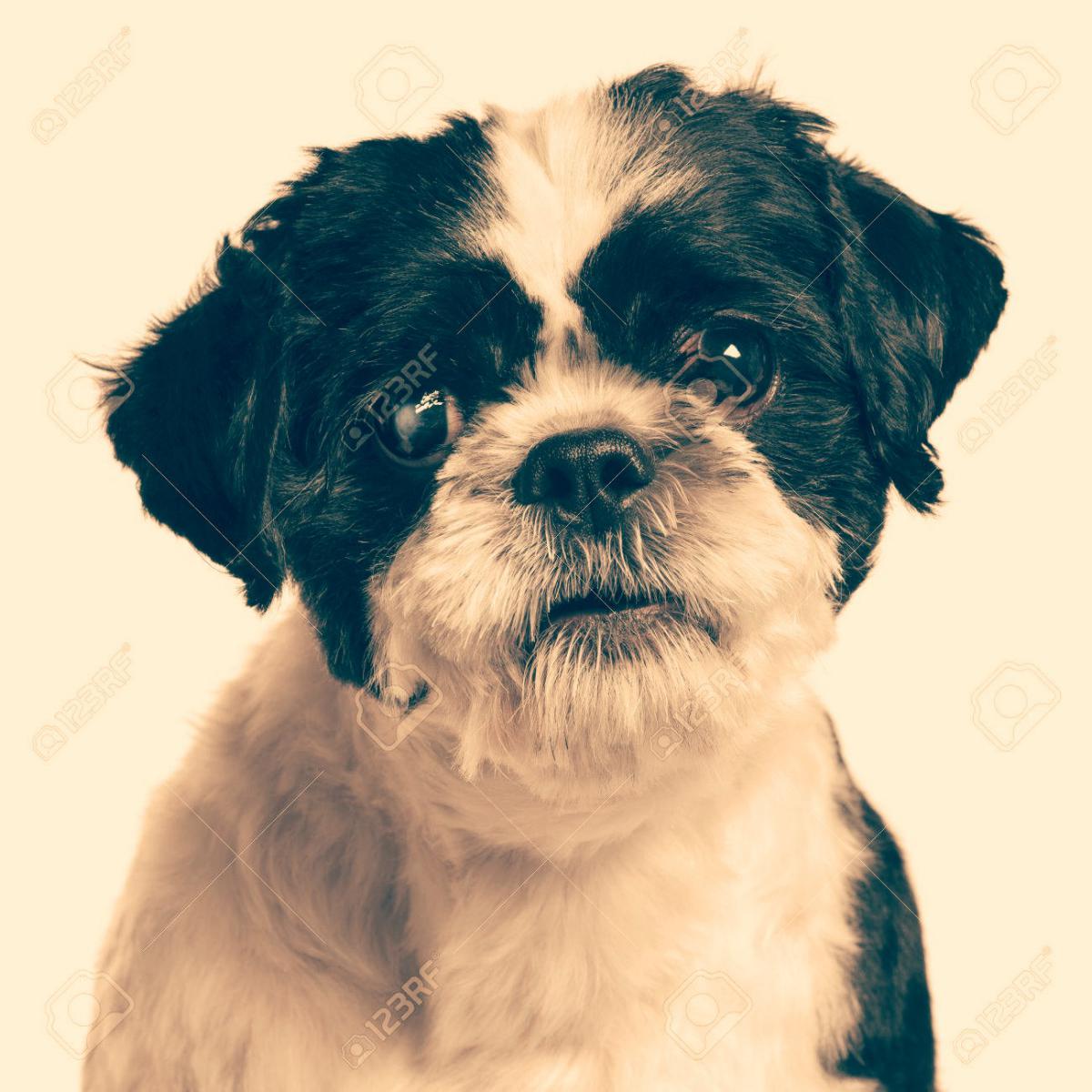 Image of Dutchie, Lost Dog