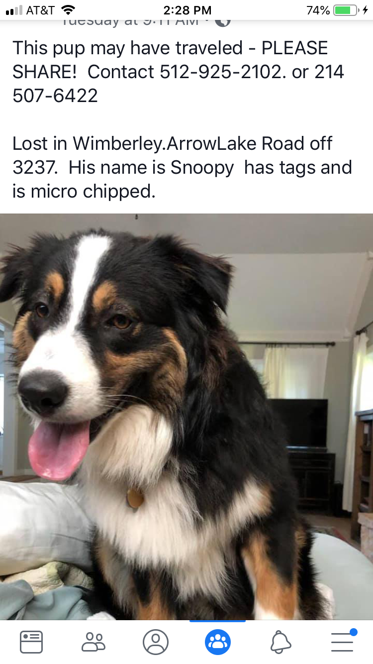Image of Snoopy cureton, Lost Dog