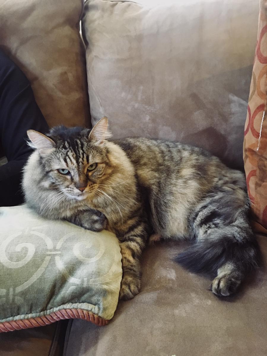 Image of Kira, Lost Cat