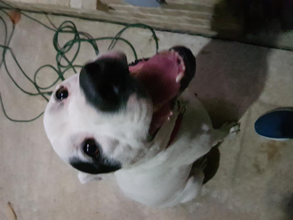 Image of White Pit and Black, Found Dog