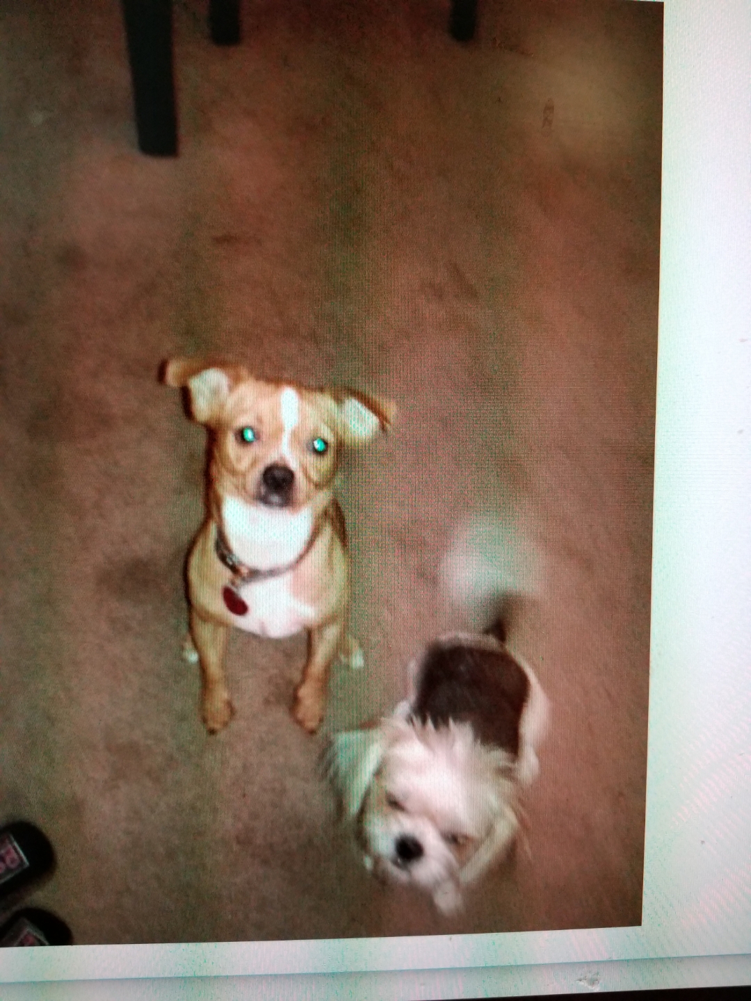 Image of Scrappy & Gizzy, Lost Dog
