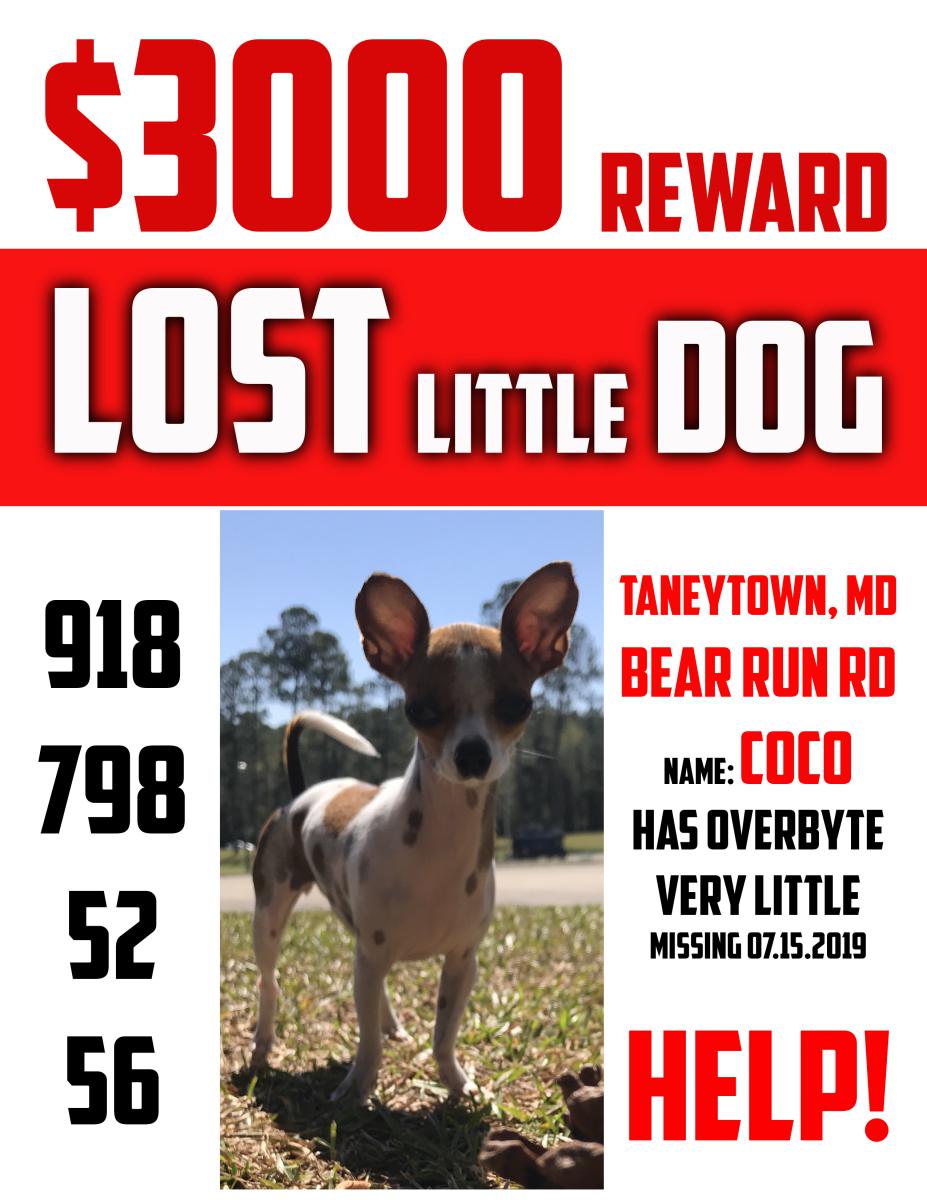 Image of COCO, Lost Dog