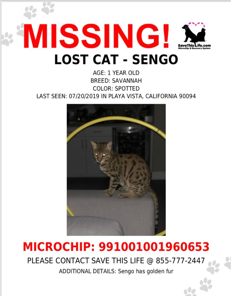 Image of Sengo, Lost Cat