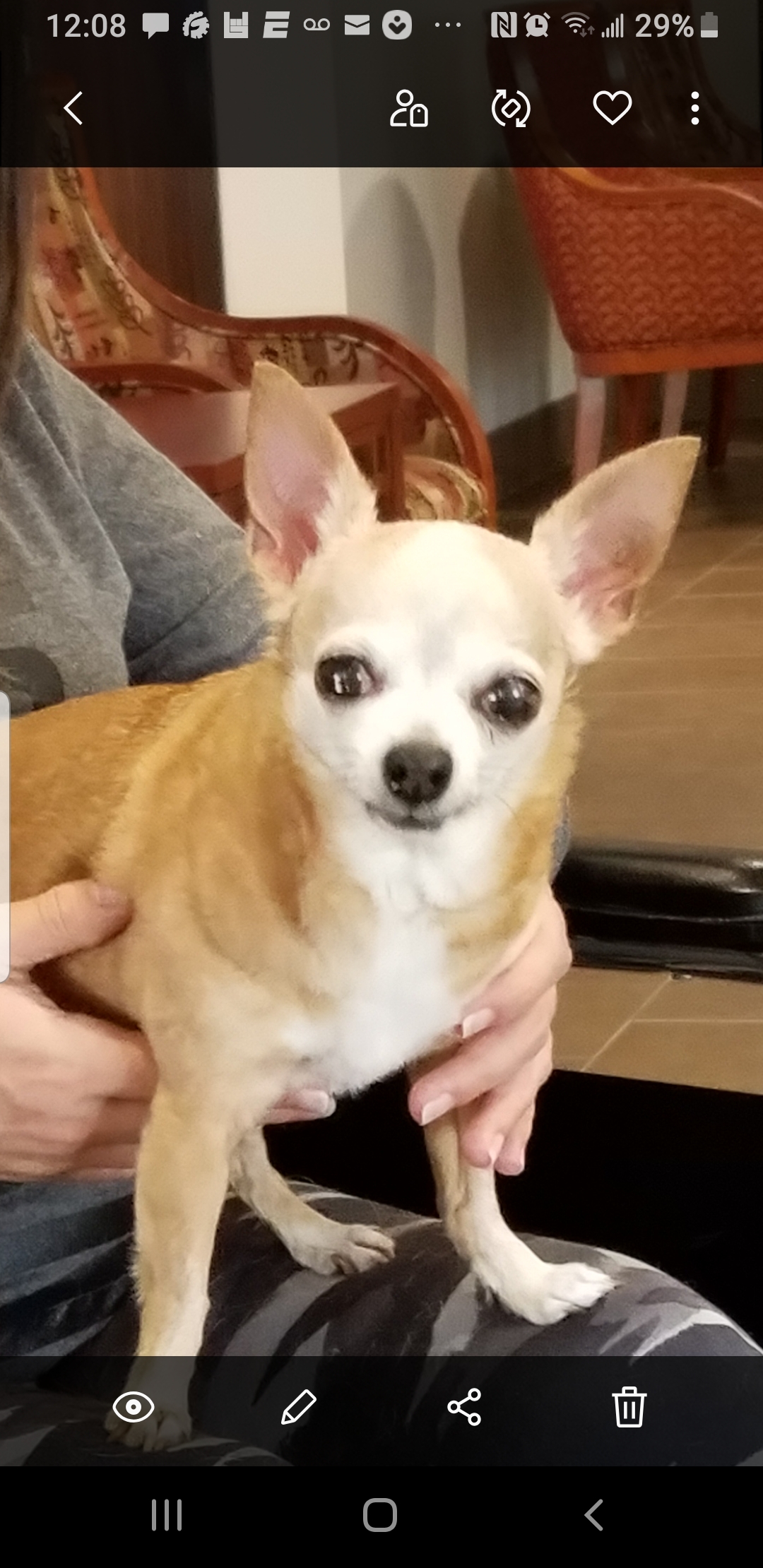 Image of Chica, Lost Dog