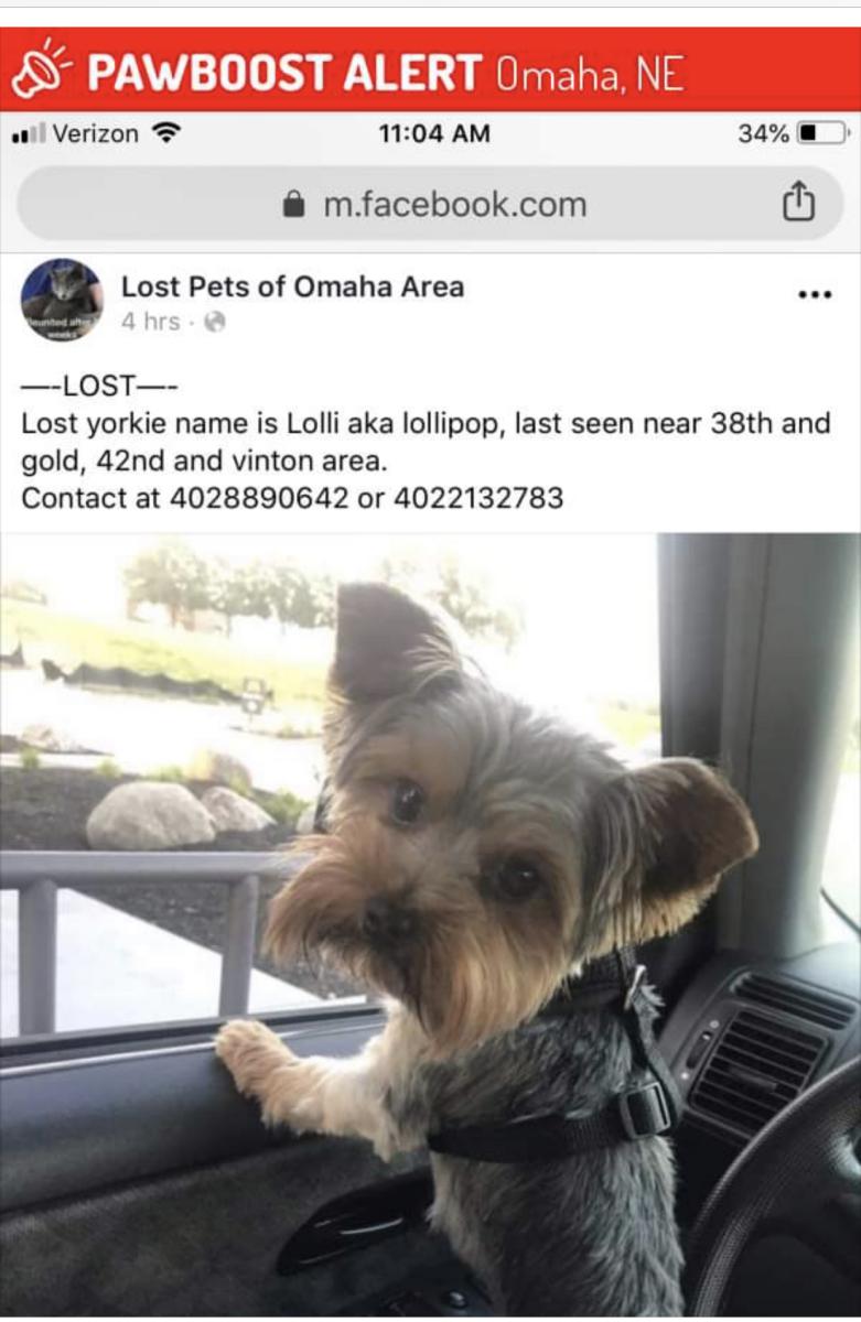 Image of Lolli, Lost Dog