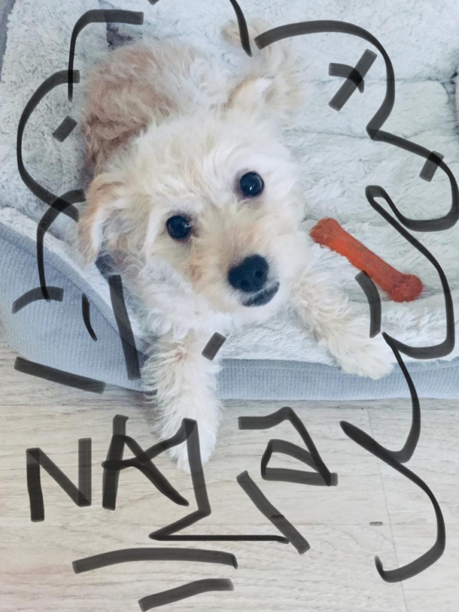 Image of NALA, Lost Dog