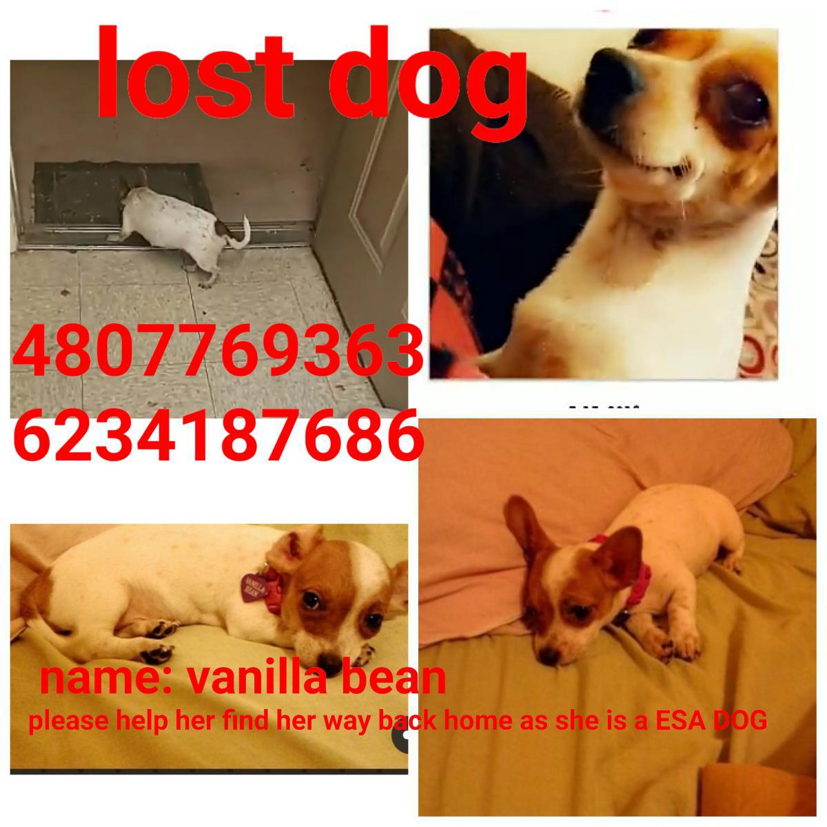 Image of Vanilla bean, Lost Dog