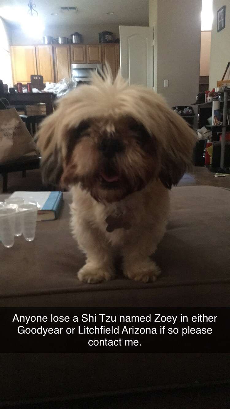 Image of Zoey, Found Dog