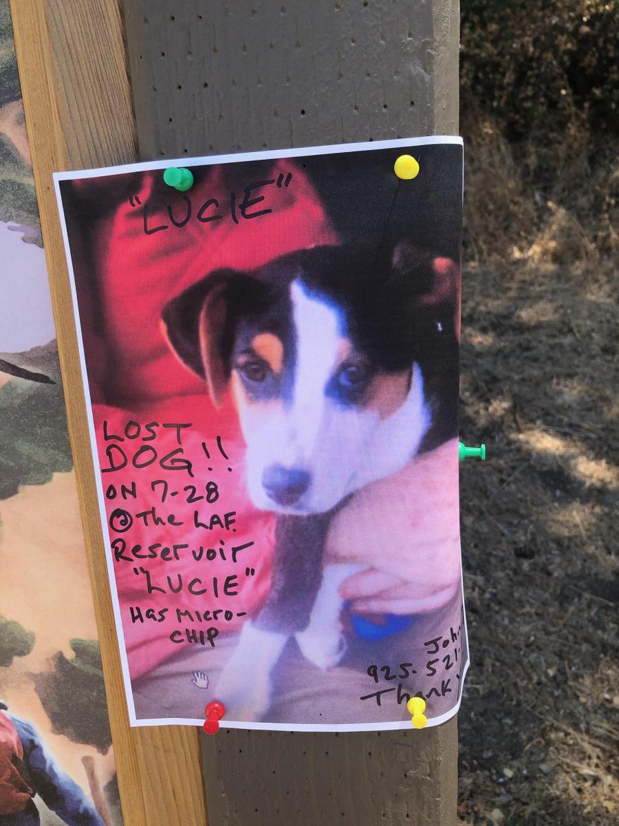 Image of Lucie, Lost Dog
