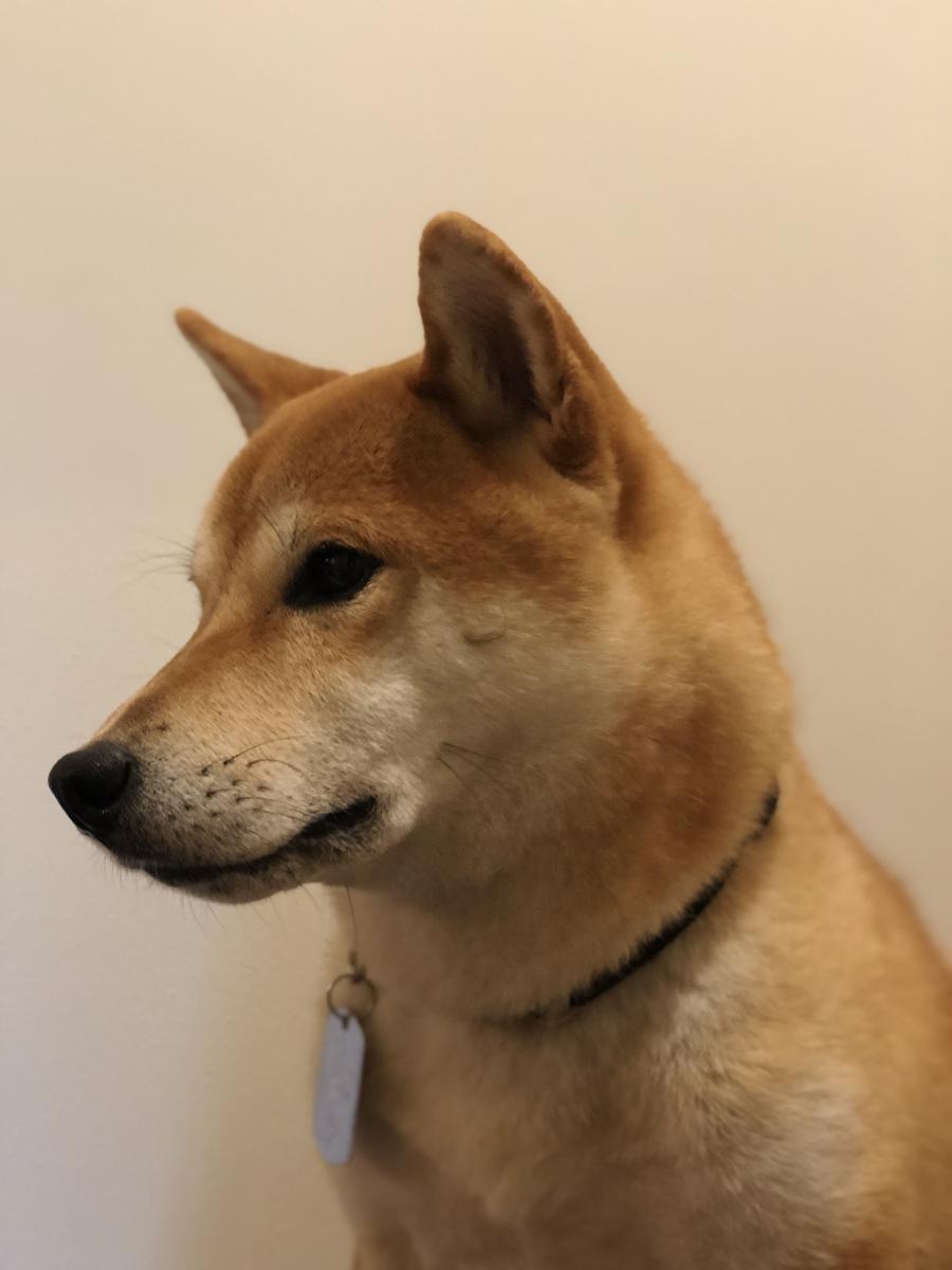 Image of Keyoto, Lost Dog
