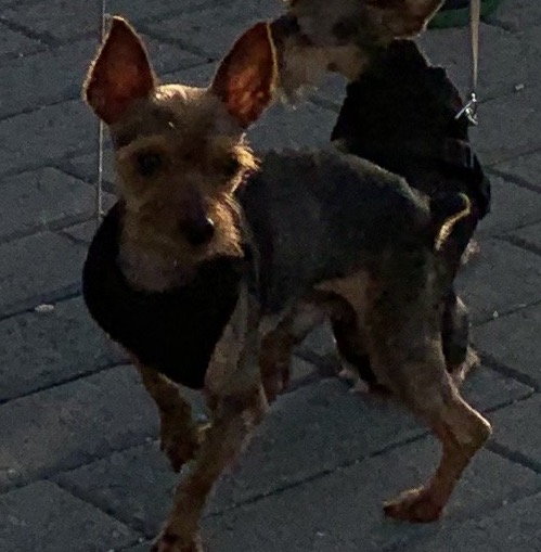 Image of mickey, Lost Dog