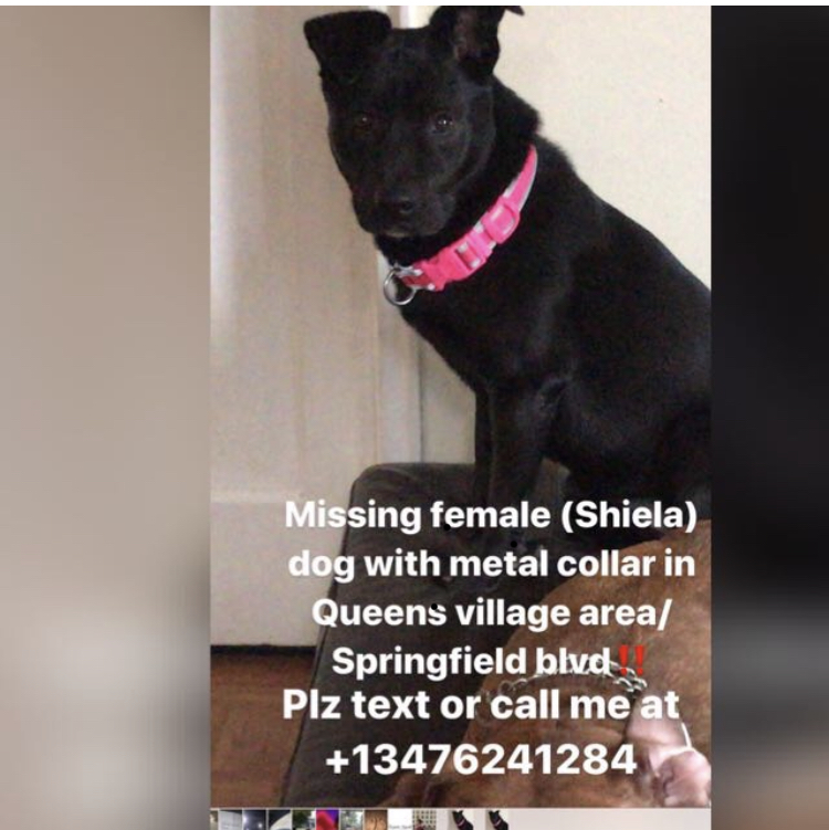 Image of Shiela, Lost Dog