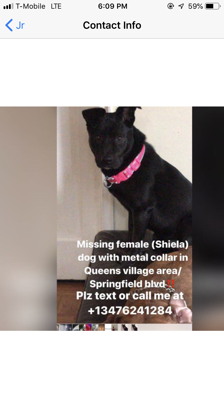 Image of Sheila, Lost Dog